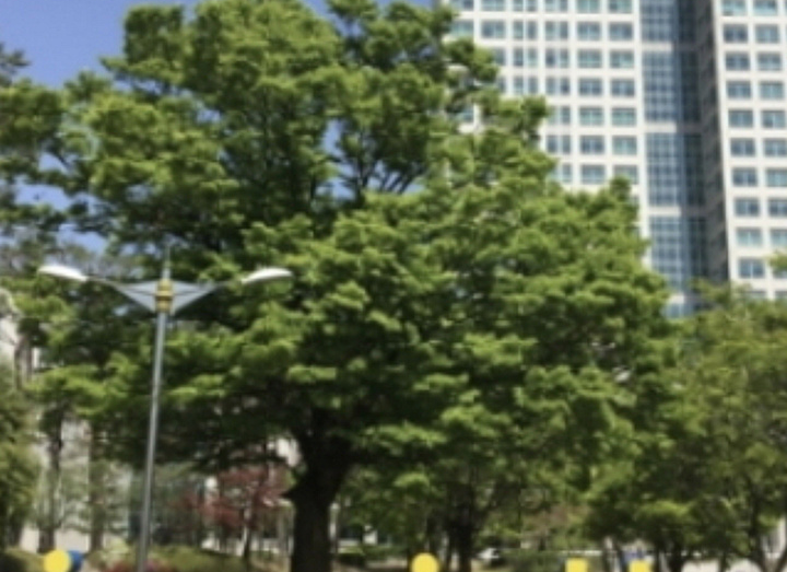 Part of Daejeon City Hall visible behind trees