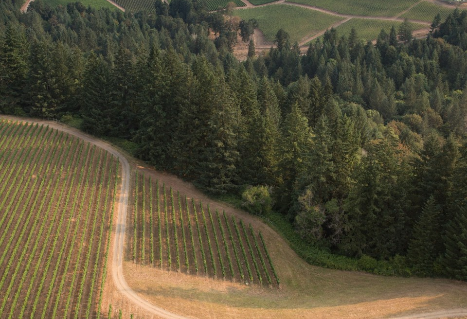Aerial view of vineyard rows, wooded hills and a winding farm road near Yamhill, Oregon.