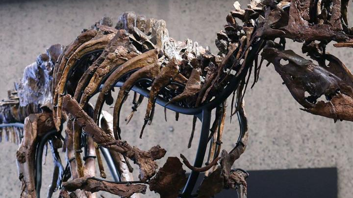 Close-up of the mounted Nanotyrannus skeleton nicknamed Jodi, showing its ribs, forelimbs and part of its open jaws.